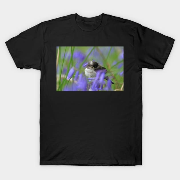 Bird in the blue T-Shirt by orcadia